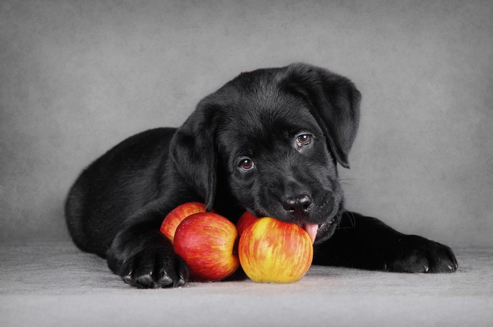 give dog a whole apple