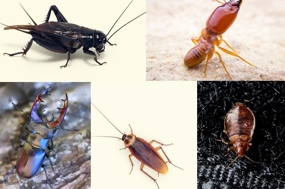 types of bugs that look like cockroaches