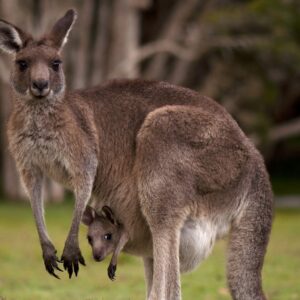 kangaroo pouch