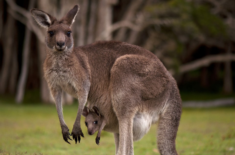 kangaroo pouch
